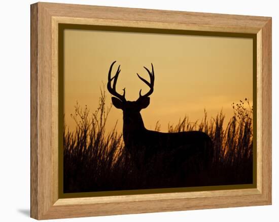 White-Tailed Deer in Grassland, Texas, USA-Larry Ditto-Framed Premier Image Canvas