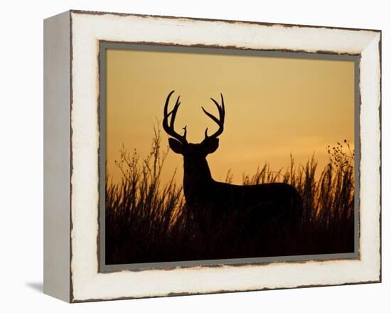 White-Tailed Deer in Grassland, Texas, USA-Larry Ditto-Framed Premier Image Canvas