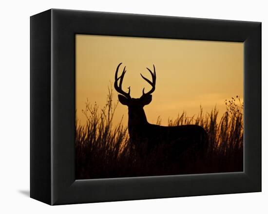 White-Tailed Deer in Grassland, Texas, USA-Larry Ditto-Framed Premier Image Canvas