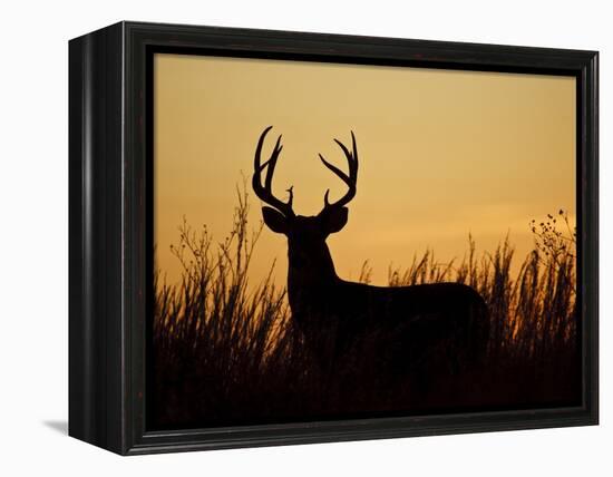 White-Tailed Deer in Grassland, Texas, USA-Larry Ditto-Framed Premier Image Canvas