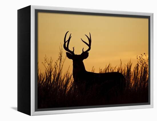 White-Tailed Deer in Grassland, Texas, USA-Larry Ditto-Framed Premier Image Canvas