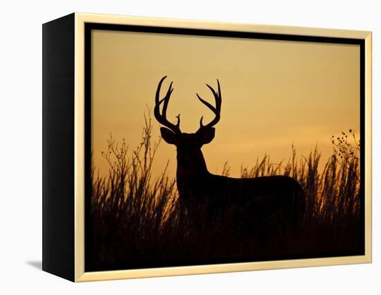 White-Tailed Deer in Grassland, Texas, USA-Larry Ditto-Framed Premier Image Canvas