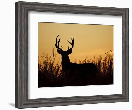 White-Tailed Deer in Grassland, Texas, USA-Larry Ditto-Framed Photographic Print