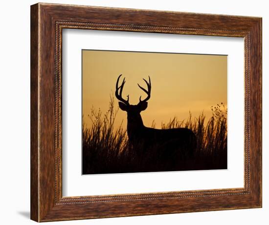 White-Tailed Deer in Grassland, Texas, USA-Larry Ditto-Framed Photographic Print