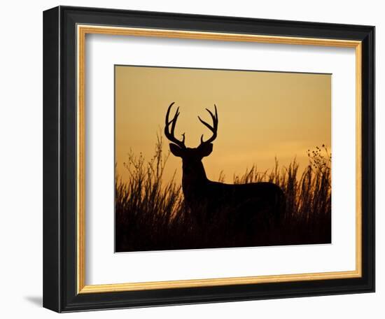 White-Tailed Deer in Grassland, Texas, USA-Larry Ditto-Framed Photographic Print