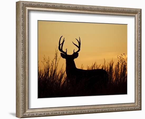 White-Tailed Deer in Grassland, Texas, USA-Larry Ditto-Framed Photographic Print