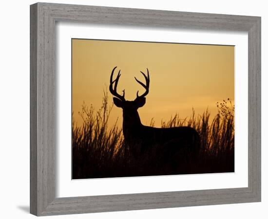 White-Tailed Deer in Grassland, Texas, USA-Larry Ditto-Framed Photographic Print