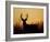 White-Tailed Deer in Grassland, Texas, USA-Larry Ditto-Framed Photographic Print