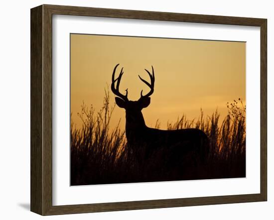 White-Tailed Deer in Grassland, Texas, USA-Larry Ditto-Framed Photographic Print