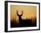 White-Tailed Deer in Grassland, Texas, USA-Larry Ditto-Framed Photographic Print