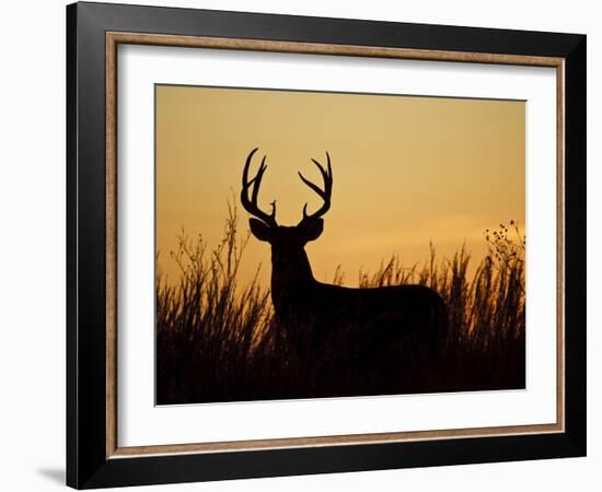 White-Tailed Deer in Grassland, Texas, USA-Larry Ditto-Framed Photographic Print