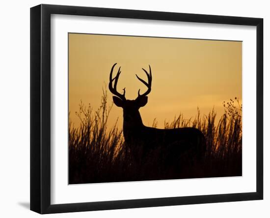 White-Tailed Deer in Grassland, Texas, USA-Larry Ditto-Framed Photographic Print