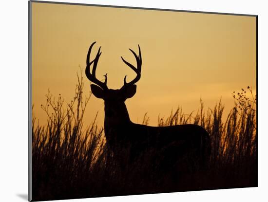 White-Tailed Deer in Grassland, Texas, USA-Larry Ditto-Mounted Photographic Print