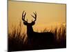 White-Tailed Deer in Grassland, Texas, USA-Larry Ditto-Mounted Photographic Print