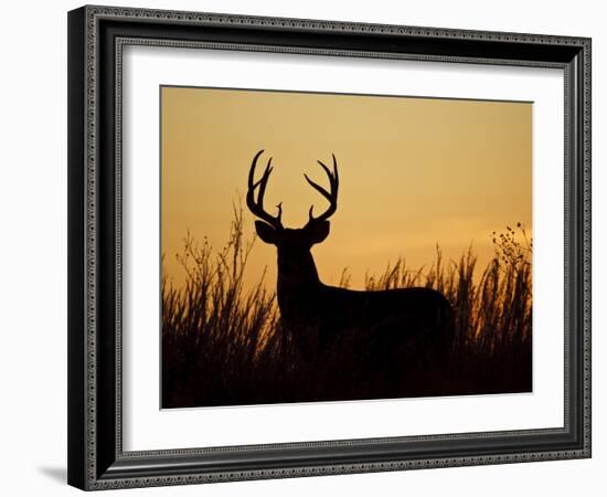 White-Tailed Deer in Grassland, Texas, USA-Larry Ditto-Framed Photographic Print