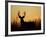 White-Tailed Deer in Grassland, Texas, USA-Larry Ditto-Framed Photographic Print