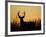 White-Tailed Deer in Grassland, Texas, USA-Larry Ditto-Framed Photographic Print