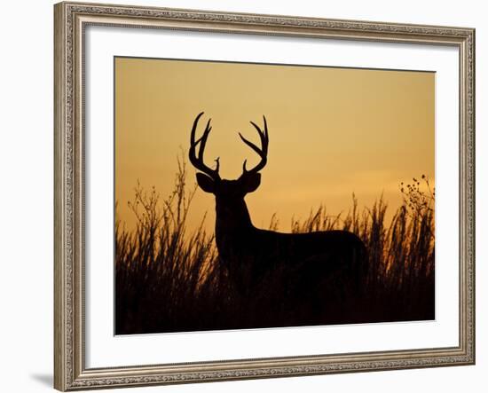 White-Tailed Deer in Grassland, Texas, USA-Larry Ditto-Framed Photographic Print