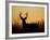 White-Tailed Deer in Grassland, Texas, USA-Larry Ditto-Framed Photographic Print