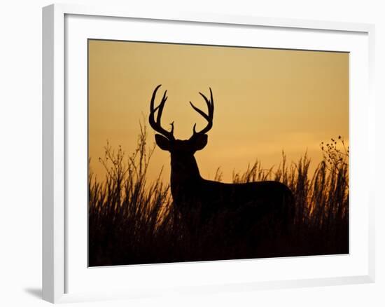 White-Tailed Deer in Grassland, Texas, USA-Larry Ditto-Framed Photographic Print