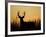 White-Tailed Deer in Grassland, Texas, USA-Larry Ditto-Framed Photographic Print