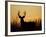 White-Tailed Deer in Grassland, Texas, USA-Larry Ditto-Framed Photographic Print