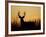 White-Tailed Deer in Grassland, Texas, USA-Larry Ditto-Framed Photographic Print