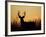 White-Tailed Deer in Grassland, Texas, USA-Larry Ditto-Framed Photographic Print