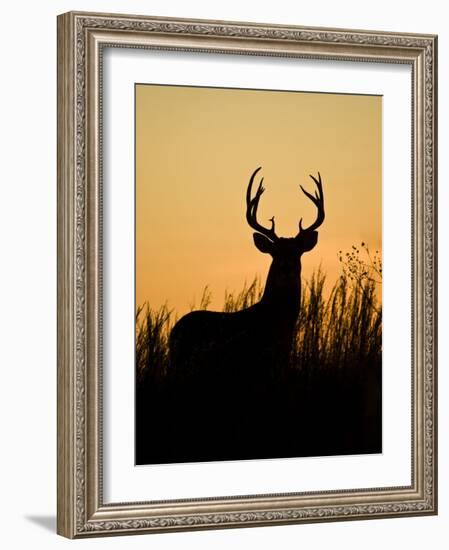 White-Tailed Deer in Grassland, Texas, USA-Larry Ditto-Framed Photographic Print