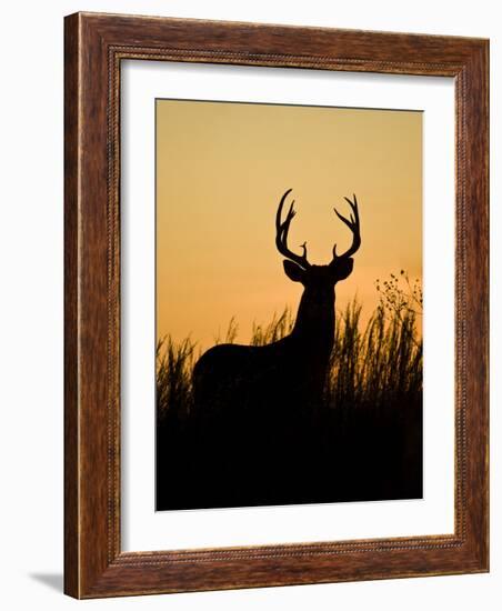 White-Tailed Deer in Grassland, Texas, USA-Larry Ditto-Framed Photographic Print