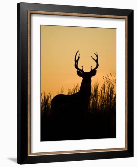 White-Tailed Deer in Grassland, Texas, USA-Larry Ditto-Framed Photographic Print