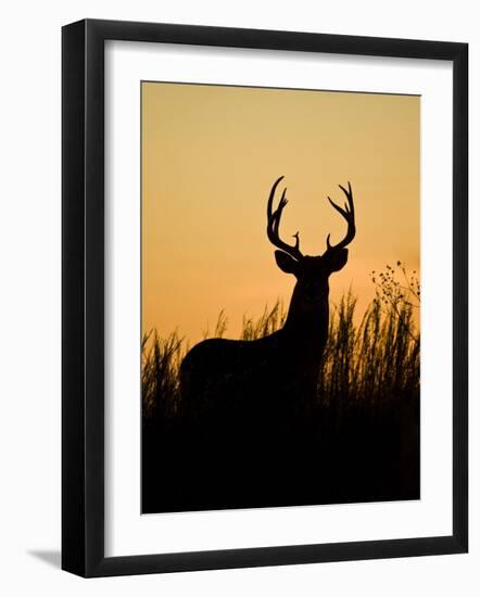 White-Tailed Deer in Grassland, Texas, USA-Larry Ditto-Framed Photographic Print