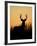 White-Tailed Deer in Grassland, Texas, USA-Larry Ditto-Framed Photographic Print