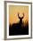 White-Tailed Deer in Grassland, Texas, USA-Larry Ditto-Framed Photographic Print