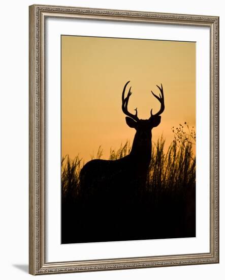 White-Tailed Deer in Grassland, Texas, USA-Larry Ditto-Framed Photographic Print