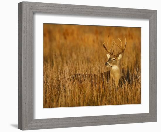 White-Tailed Deer in Grassland, Texas, USA-Larry Ditto-Framed Photographic Print