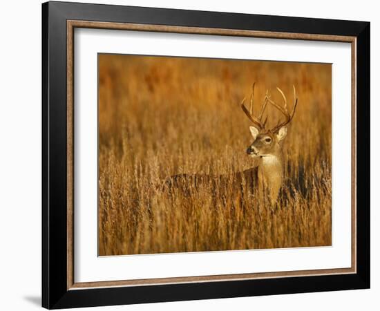 White-Tailed Deer in Grassland, Texas, USA-Larry Ditto-Framed Photographic Print