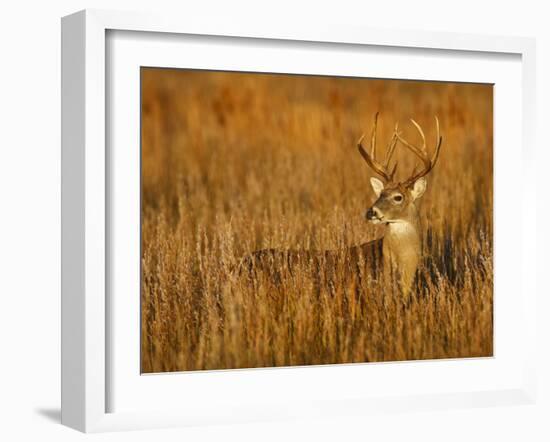 White-Tailed Deer in Grassland, Texas, USA-Larry Ditto-Framed Photographic Print