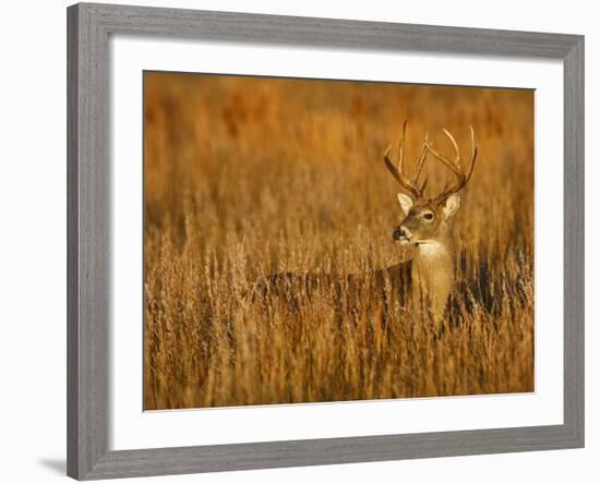 White-Tailed Deer in Grassland, Texas, USA-Larry Ditto-Framed Photographic Print