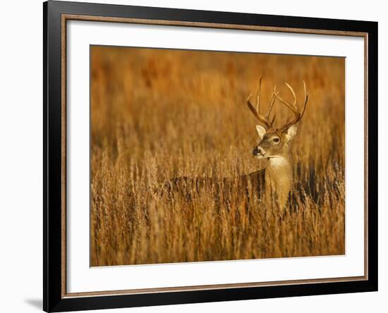 White-Tailed Deer in Grassland, Texas, USA-Larry Ditto-Framed Photographic Print