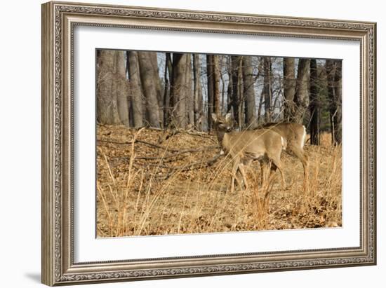 White-Tailed Deer in Late Winter, Pennsylvania-null-Framed Photographic Print