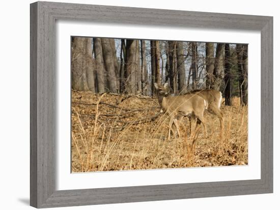 White-Tailed Deer in Late Winter, Pennsylvania-null-Framed Photographic Print