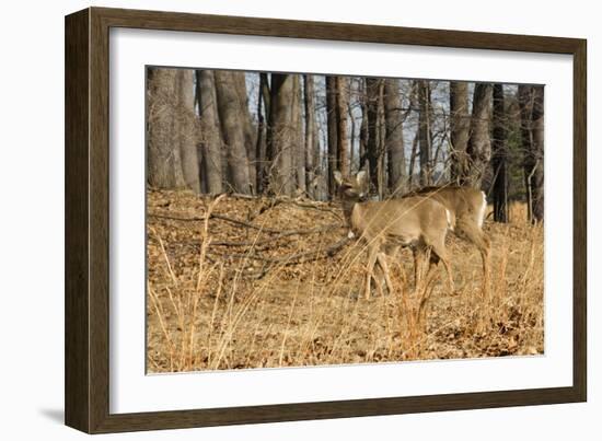 White-Tailed Deer in Late Winter, Pennsylvania-null-Framed Photographic Print