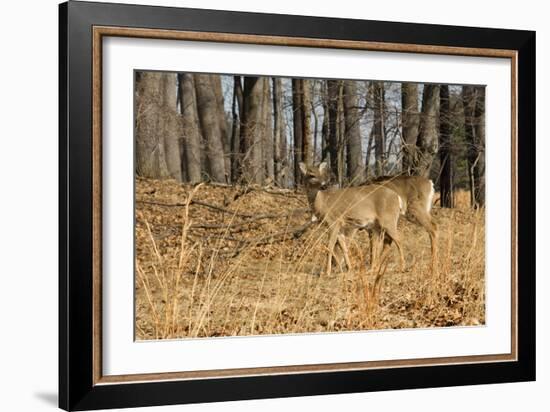 White-Tailed Deer in Late Winter, Pennsylvania-null-Framed Photographic Print