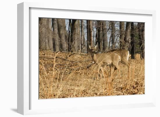 White-Tailed Deer in Late Winter, Pennsylvania-null-Framed Photographic Print