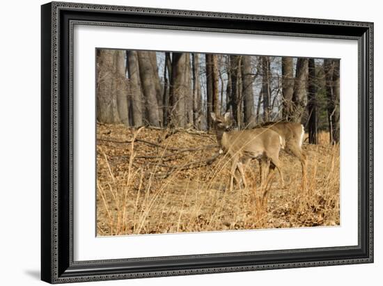 White-Tailed Deer in Late Winter, Pennsylvania-null-Framed Photographic Print