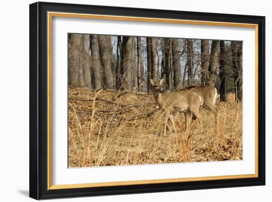 White-Tailed Deer in Late Winter, Pennsylvania-null-Framed Photographic Print