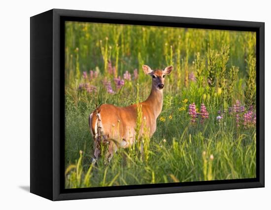 White-Tailed Deer in Wildflowers and Tall Grass, Oklahoma, USA-Larry Ditto-Framed Premier Image Canvas