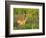 White-Tailed Deer in Wildflowers and Tall Grass, Oklahoma, USA-Larry Ditto-Framed Photographic Print