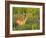 White-Tailed Deer in Wildflowers and Tall Grass, Oklahoma, USA-Larry Ditto-Framed Photographic Print